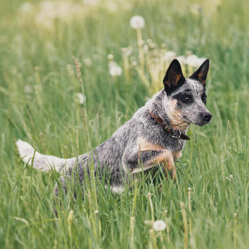 Australian Cattle Dog rennen in het veld