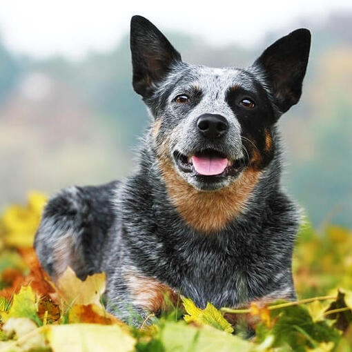 Australian Cattle Dog ligt op het gras met bladeren