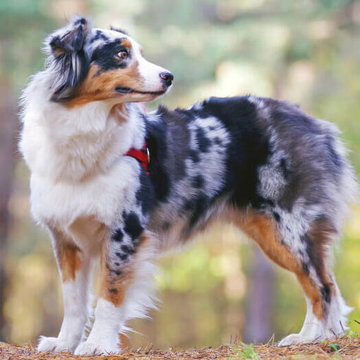 Australian Shepherd in het bos