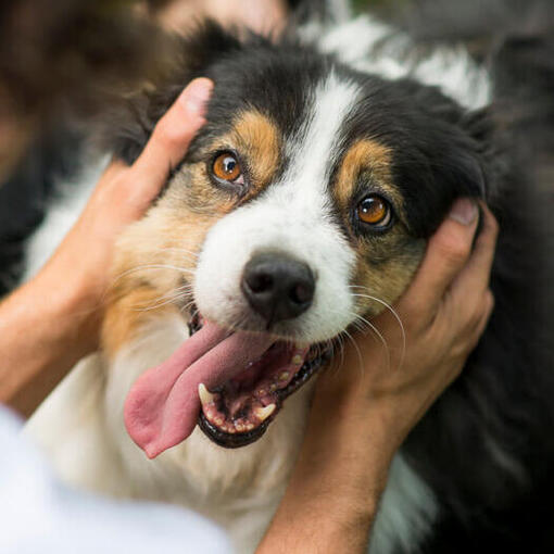 Australian Shepherd met de eigenaar