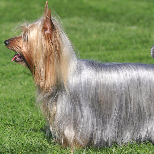 Australian Silky Terriër staat op het gras