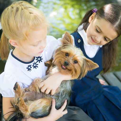 Australian Silky Terriër met kinderen
