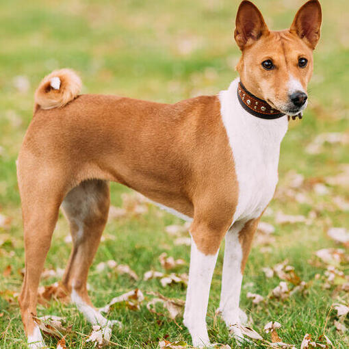 Bruine Basenji staat op het gras