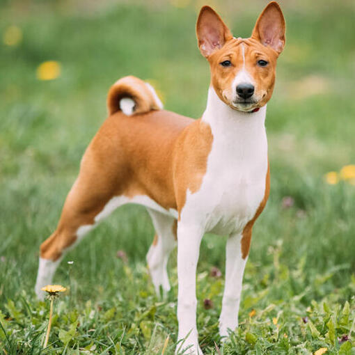 Bruine Basenji staat op het gras