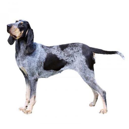 Basset Bleu de Gascogne Hondenras