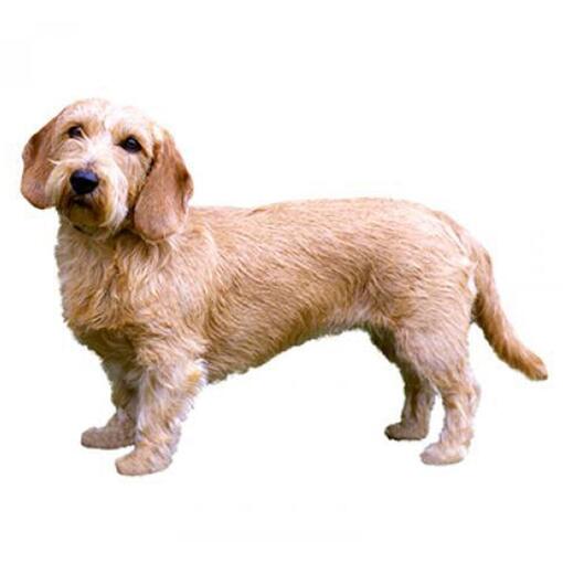 Basset Fauve de Bretagne Hondenras
