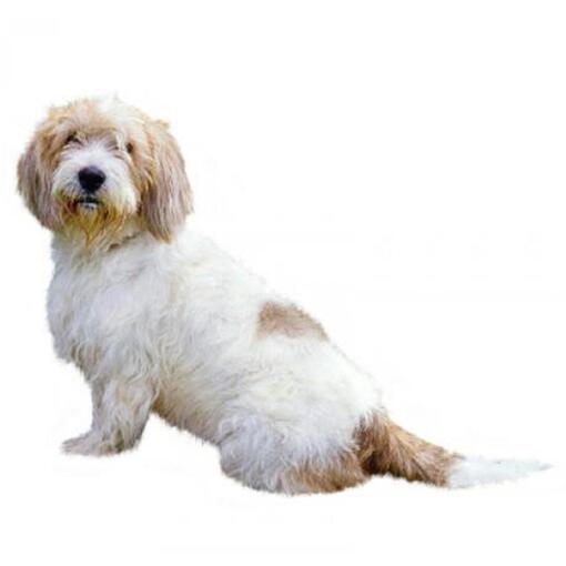 Basset Griffon Vendeen (Klein)