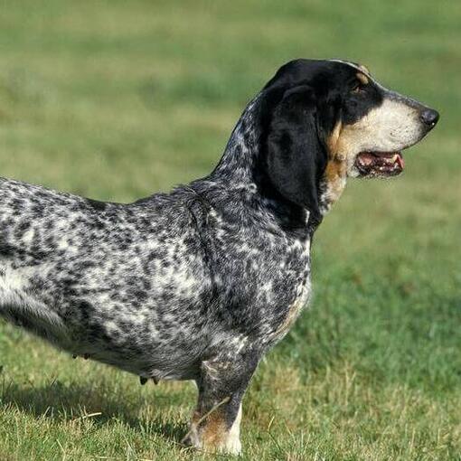Basset Bleu de Gascogne in het veld