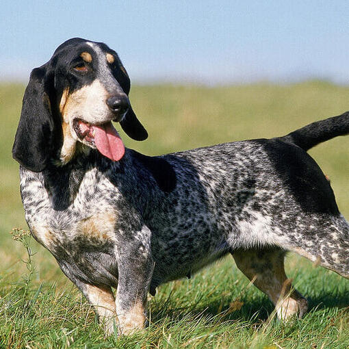 Basset Bleu de Gascogne staat in het veld