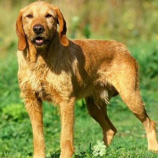 Basset Fauve de Bretagne in het veld