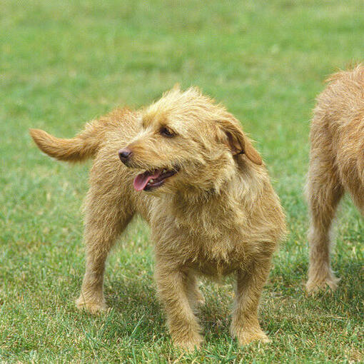 Twee Basset Fauve de Bretagne genieten van de wandeling