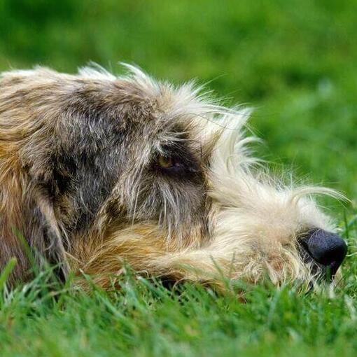 Basset Griffon Vendeen ligt op de grond