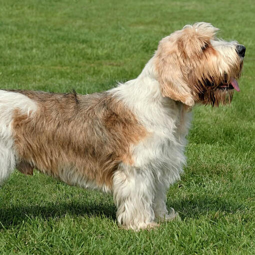 Kleine Basset Griffon Vendeen staat op het gras