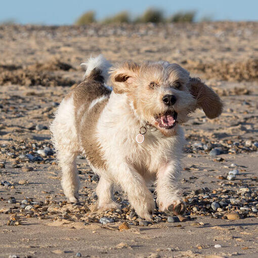 Kleine Basset Griffon Vendeen is aan het rennen