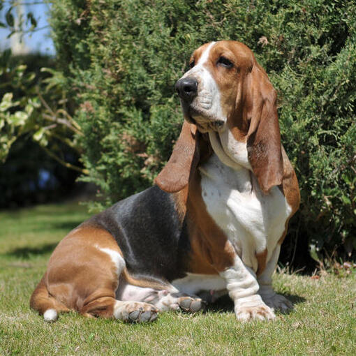 Driekleurige basset hound zit op het gras