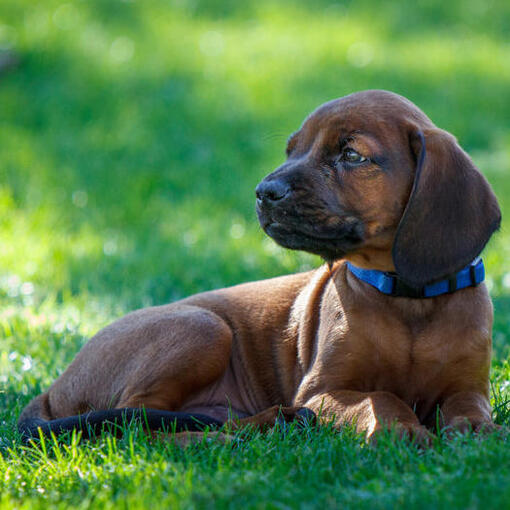 Beierse Bergzweethond puppy ligt op het gras
