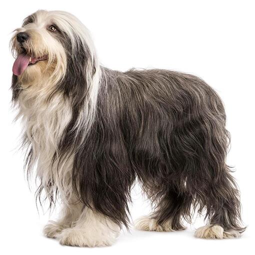 Bearded Collie Hondenras