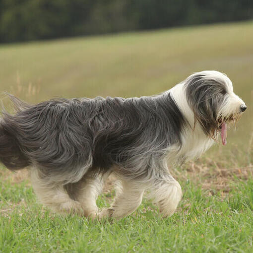 Bearded Collie op het veld