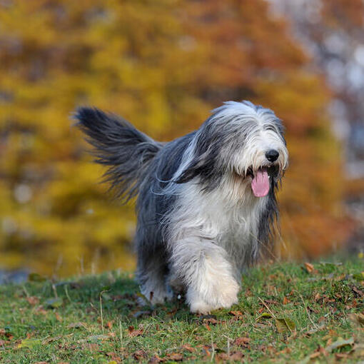 Bearded Collie loopt in het bos