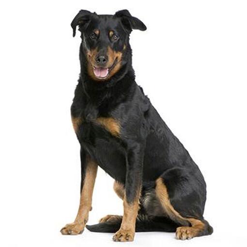 Beauceron Hondenras