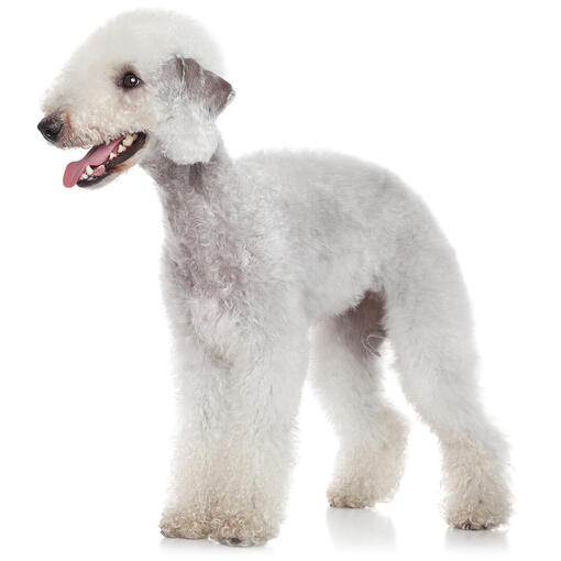 Bedlington Terriër Hondenras