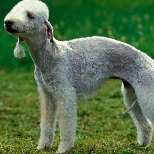 Bedlington Terriër Hondenras