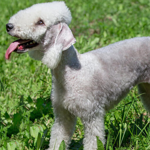Bedlington Terriër Hondenras