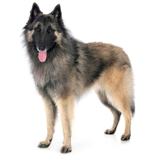 Tervuerense herder Hondenras