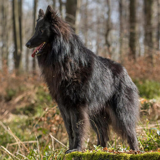 Groenendaeler herdershond in het bos