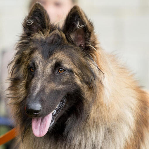 Tervuerense herder op de wedstrijd