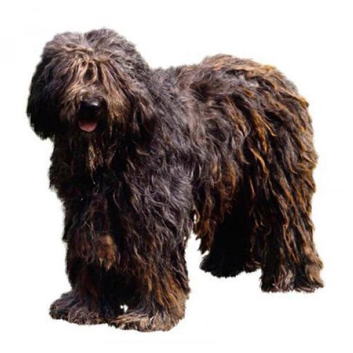 Bergamasco Hondenras