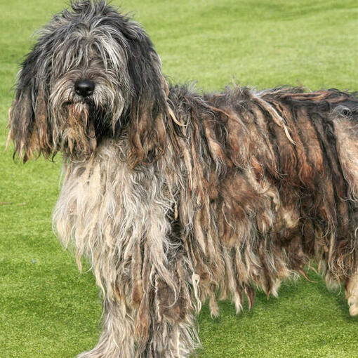 Bergamasco staat op het grasveld
