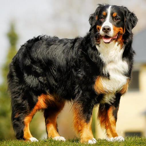 Berner Sennen Hondenras