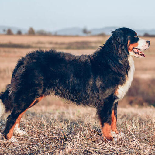 Berner Sennen Hondenras