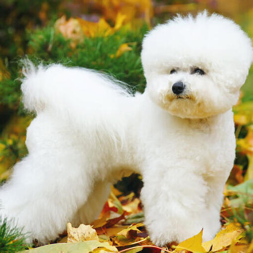Bichon Frise tussen de bladeren