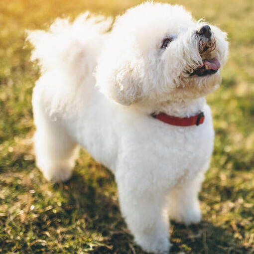 Bichon Frise kijkt omhoog