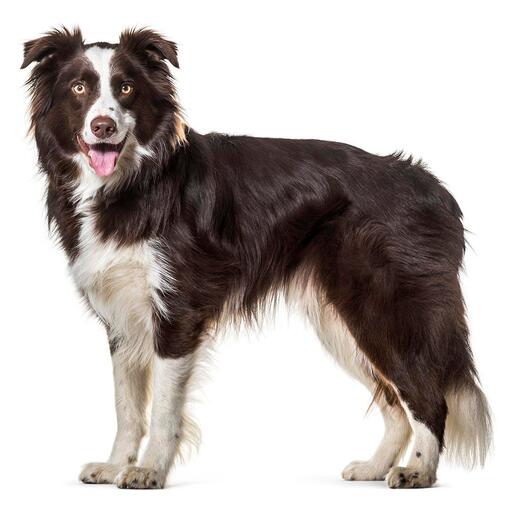 Border Collie Hondenras
