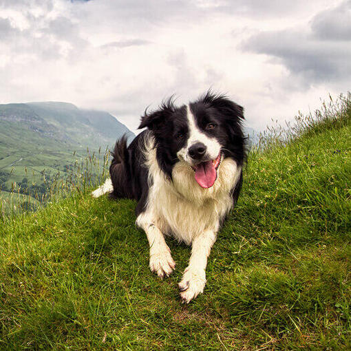 Border Collie ligt in het gras