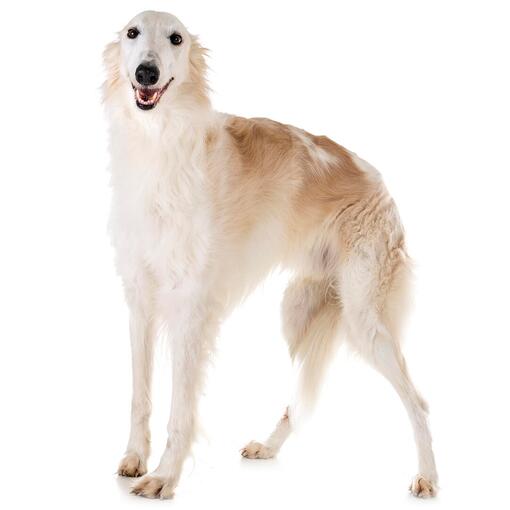 Barzoi Hondenras