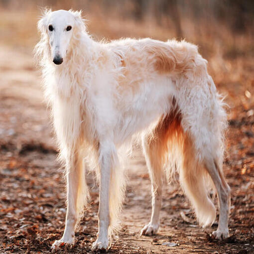 witte Barzoi staat op het pad