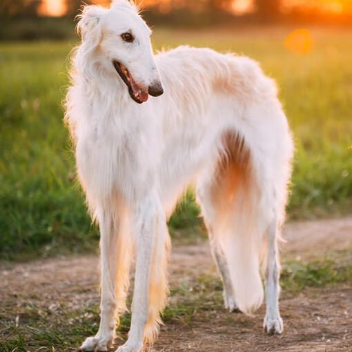 witte Barzoi kijkt naar rechts