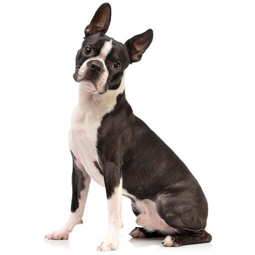 Boston Terriër Hondenras
