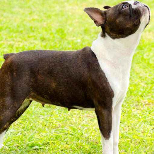 Boston Terriër kijkt omhoog