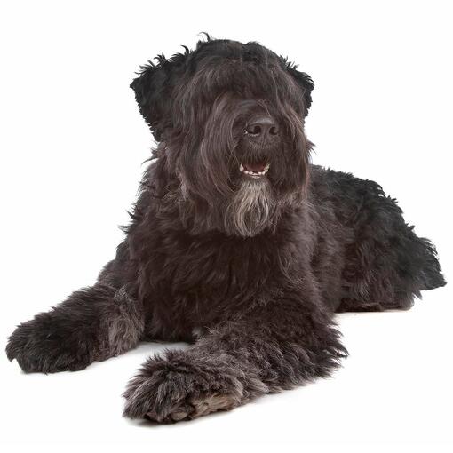 Bouvier des Flandres Hondenras