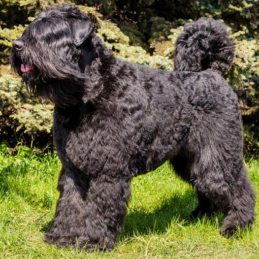 Bouvier des Flandres staat op het gras