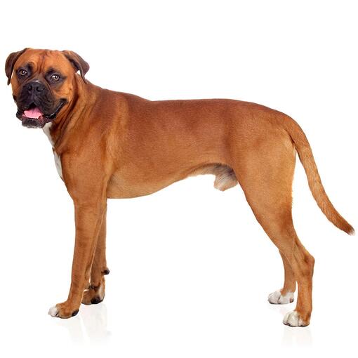 Boxer Hondenras