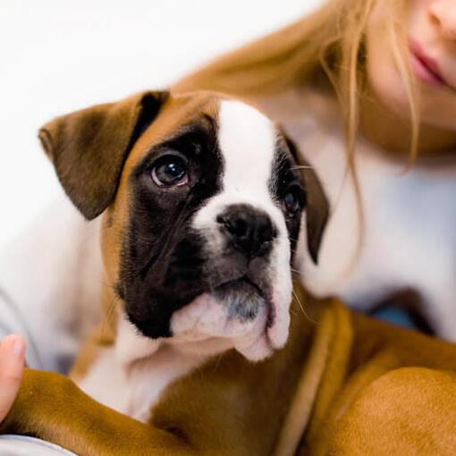 een jong meisje houdt een boxer puppy vast