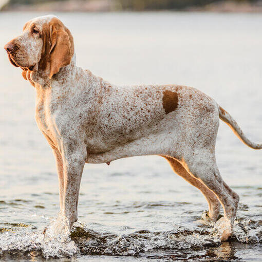 Bracco Italiano staat naast het water
