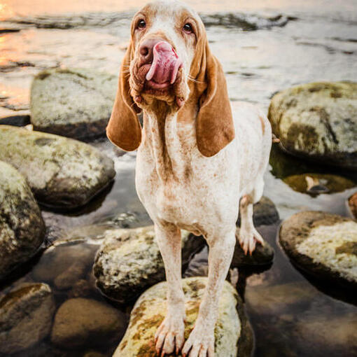 Bracco Italiano staat naast het water
