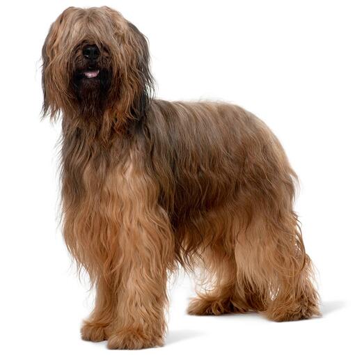 Briard Hondenras